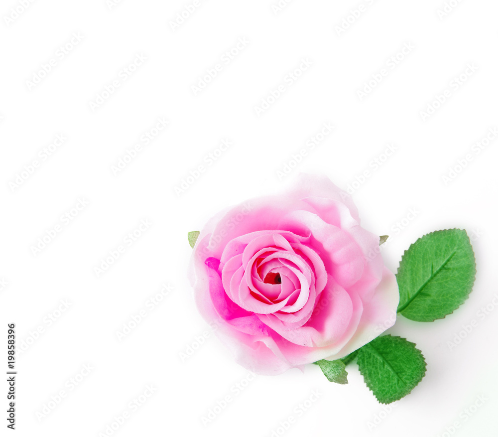 Rosenblüte Rosenblüte