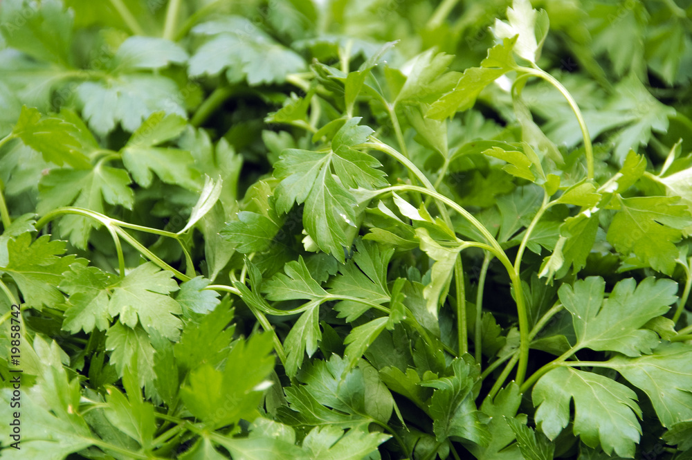 parsley parsley