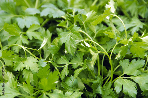 Wallpaper Mural parsley Torontodigital.ca