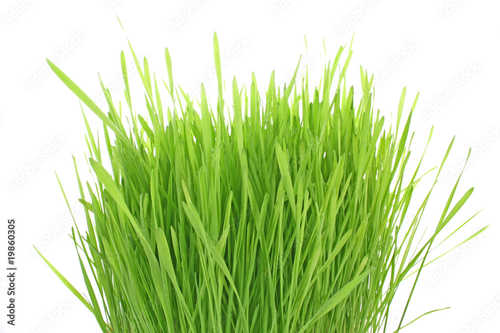 Isolated green grass on white background Isolated green grass on white background