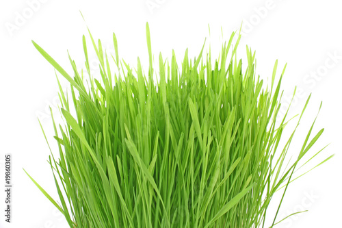 Isolated green grass on white background