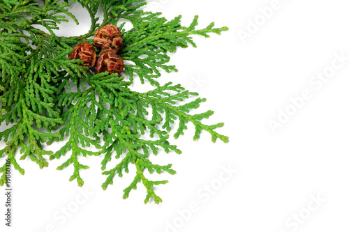 Japanese cypress photo