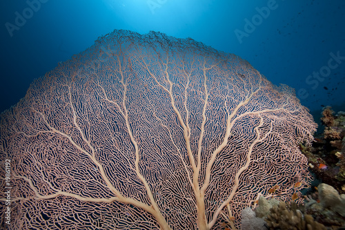 seafan, coral and fish