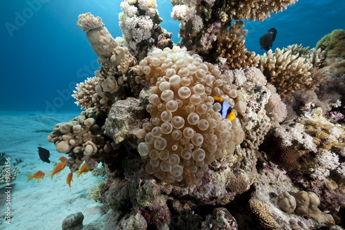 bubble anemone and anemonefish