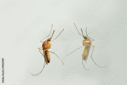 mosquito and his reflection