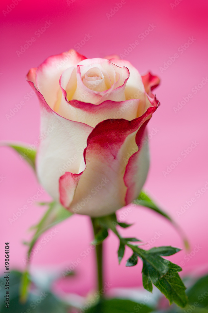 Fototapeta premium Single pink rose