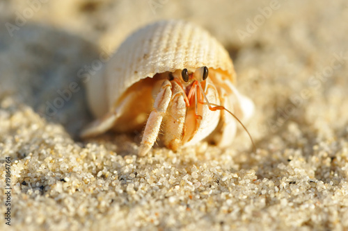 Valokuvatapetti Hermit Crab on a beach