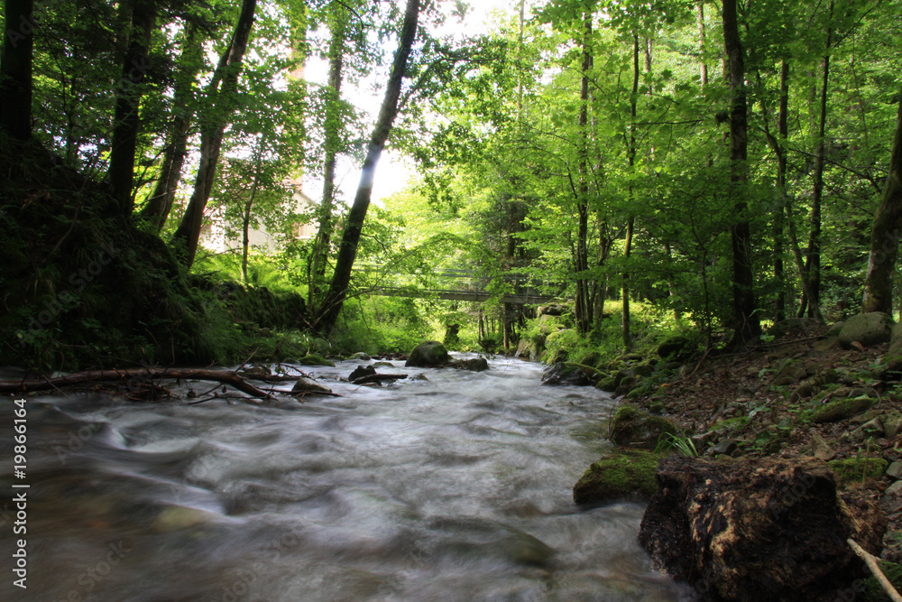 Obraz premium Foret-Rivière