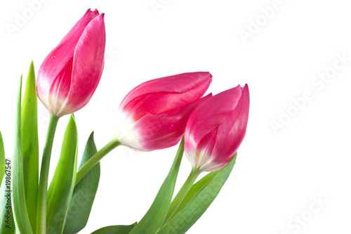 spring tulips isolated © Kirill Polovnoy