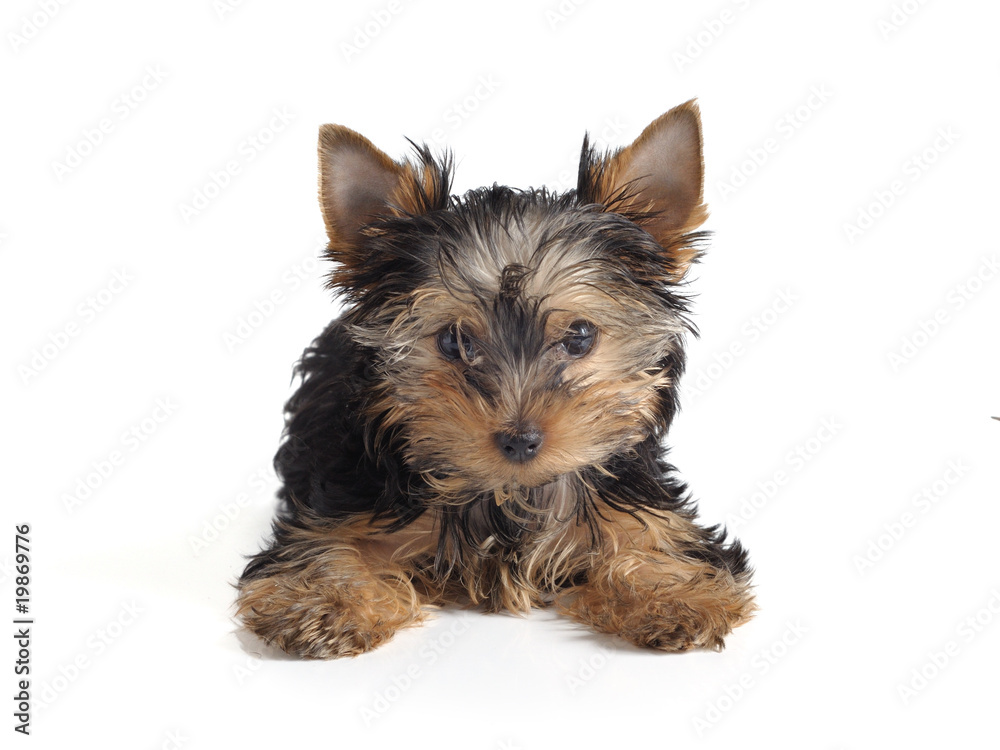 Yorkshire terrier Yorkshire terrier