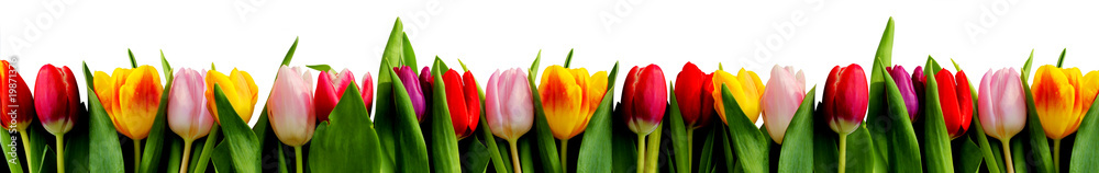 Fototapeta premium Rang de tulipes