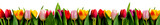 rang de tulipes