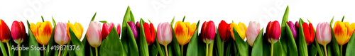 rang de tulipes #19871376
