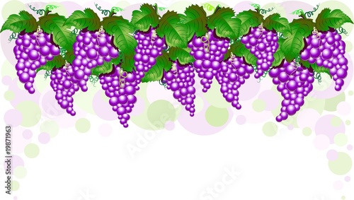 Grappolo d'uva fondo-grapefruit background-grappe de raisin