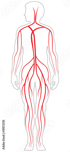 BLOOD DISTRIBUTION DUE TO GRAVITY