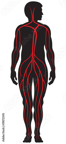 Blood Circulation System