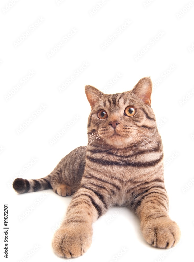 Obraz premium Funny kitten .