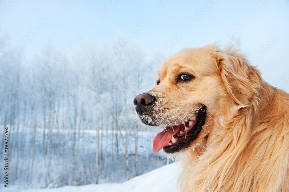 Portrait of a funny golden retriever Portrait of a funny golden retriever