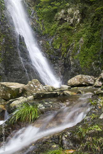 Fototapeta Naklejka Na Ścianę i Meble -  A water spring in forest