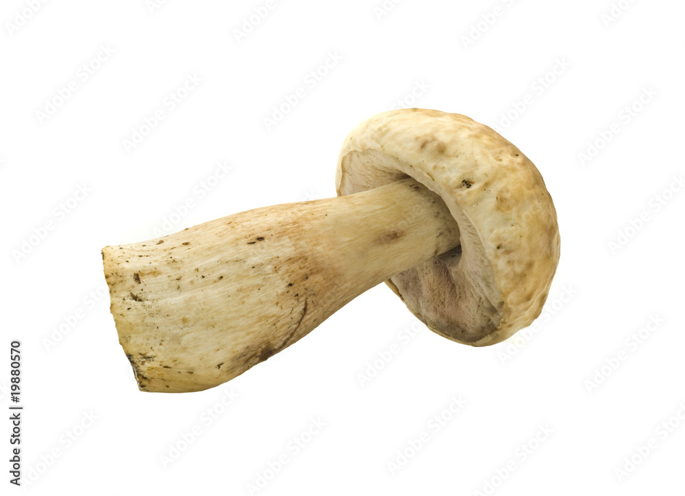 Single cep Isolated on white