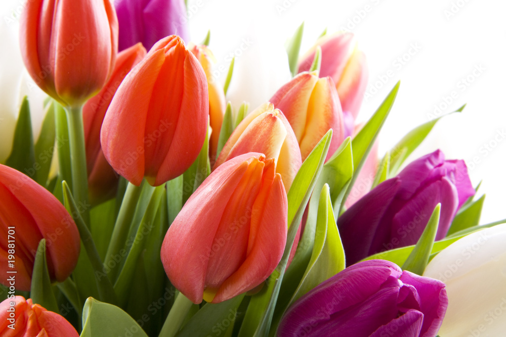 Fototapeta premium Holenderskie tulipany