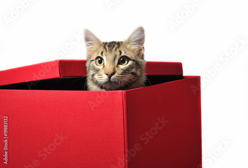 Fototapeta Naklejka Na Ścianę i Meble -  chat dans une boite