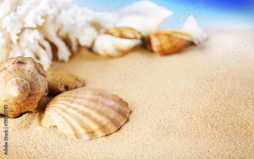 Seashells on the Sand