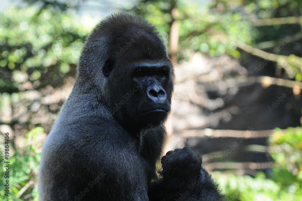 Gorilla Gorilla