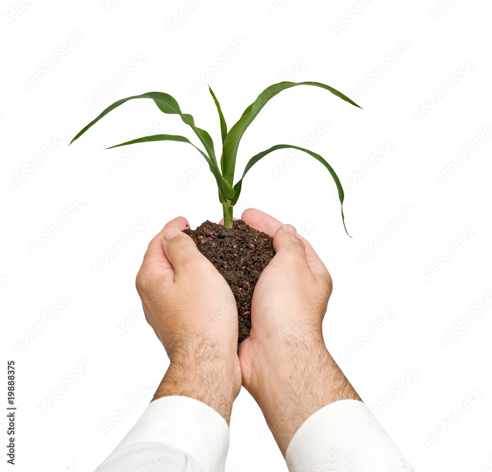 Farmer presenting corn shoot as a gift of agriculture