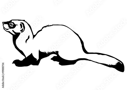 black-footed ferret (Mustela nigripes)