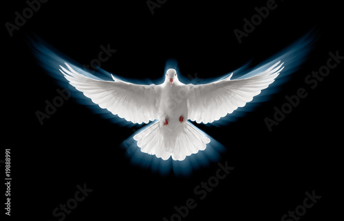 flying dove