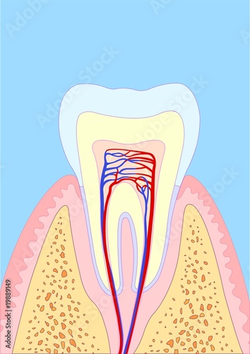 molar tooth