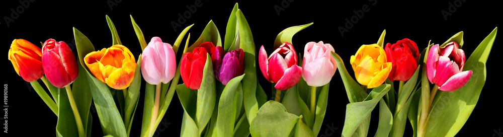 Fototapeta premium tulipany czarne tło