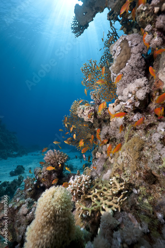 fish  ocean and coral