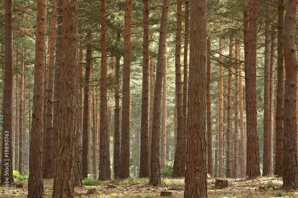 Fototapeta premium Pine Forest