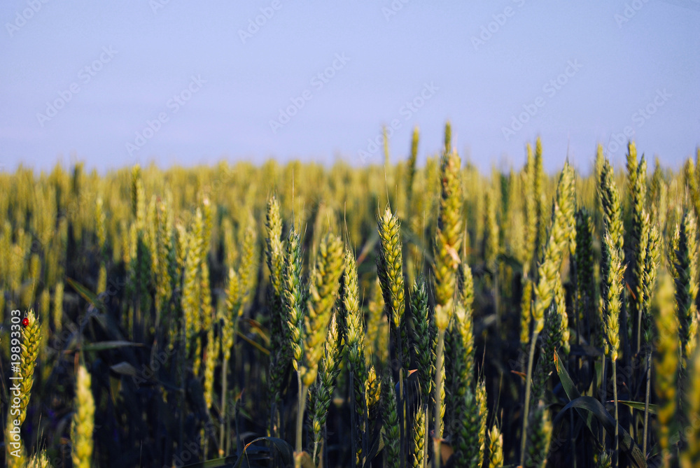 Grain field with a blue sky in background Grain field with a blue sky in background