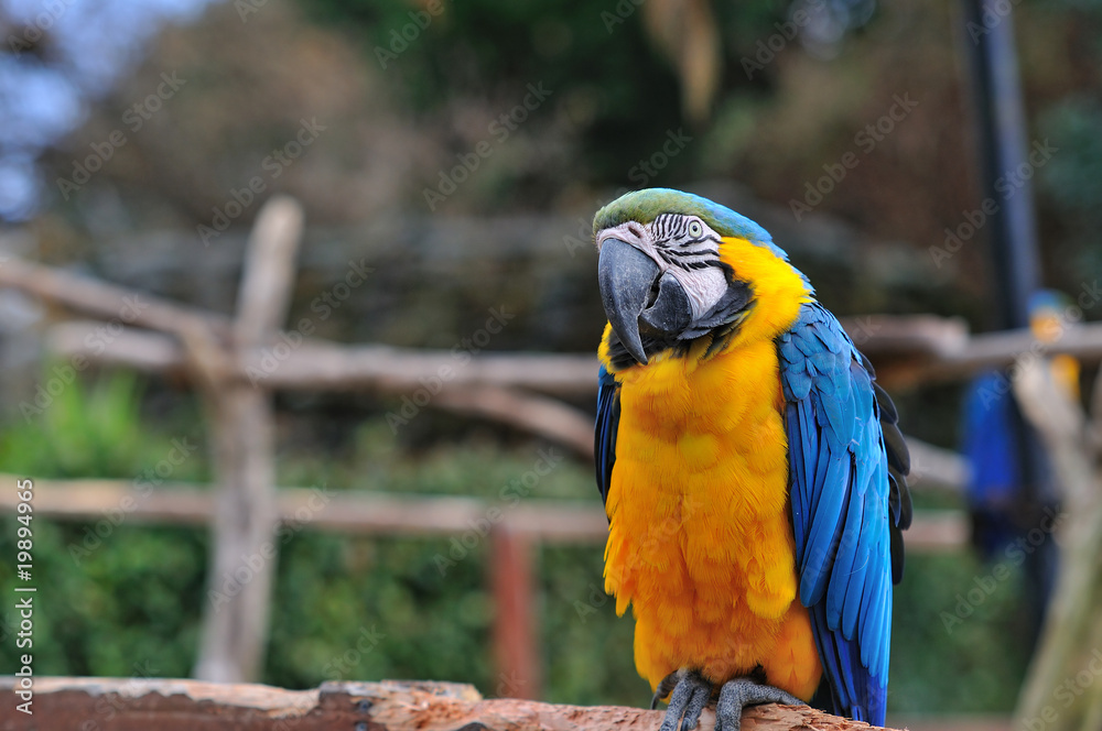 Obraz premium ルリコンゴウインコ