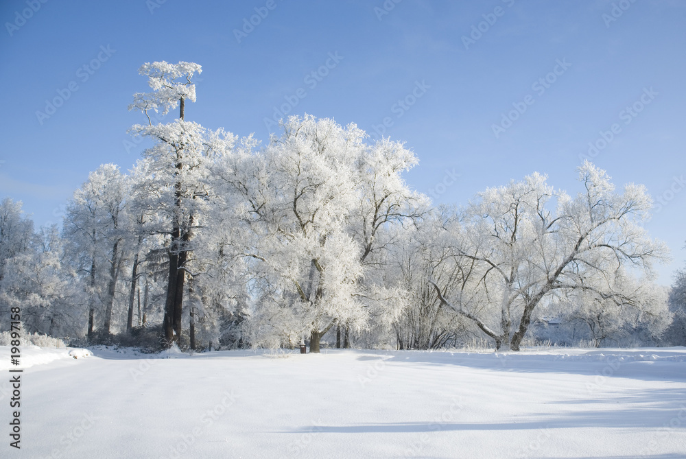 Winter in wood in frosty sunny day Winter in wood in frosty sunny day