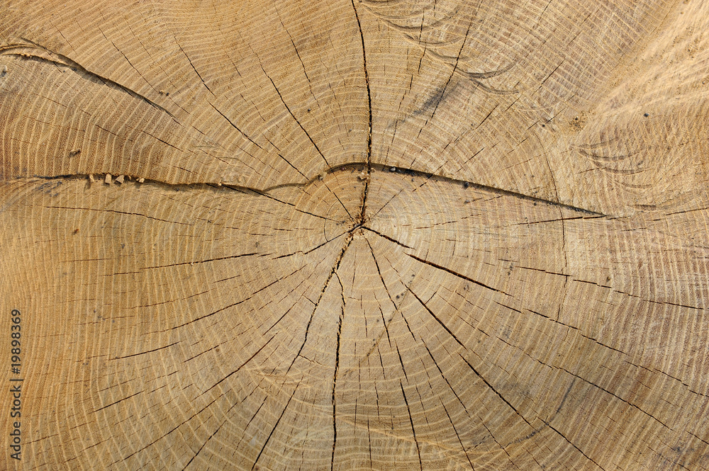 Fototapeta premium baum