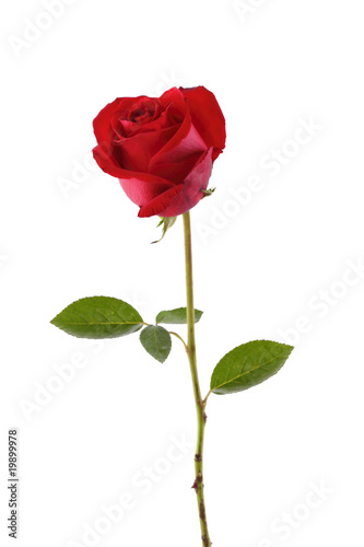 Fototapeta Naklejka Na Ścianę i Meble -  A stalk of red rose isolated in white background