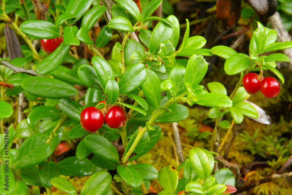 Preiselbeere Pflanze - cowberry plant 10