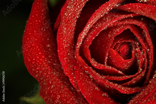 Fototapeta Naklejka Na Ścianę i Meble -  Dew drops on red rose