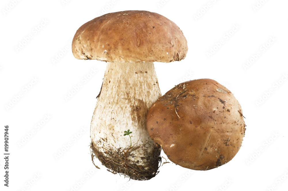Porcini 01 01 10 Porcini 01 01 10
