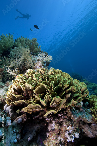 Snorkler, fish and coral