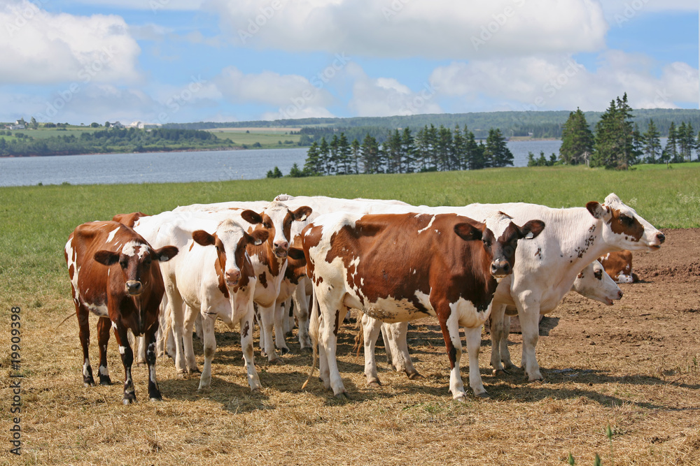 Ayrshire Cattle on Prince Edward Island Farm