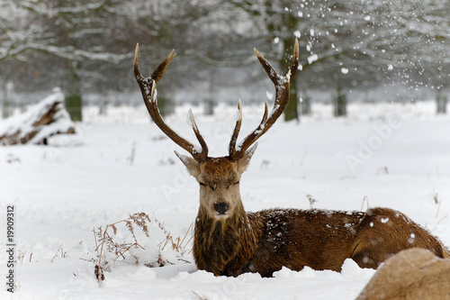 Deer Resting in the Snow