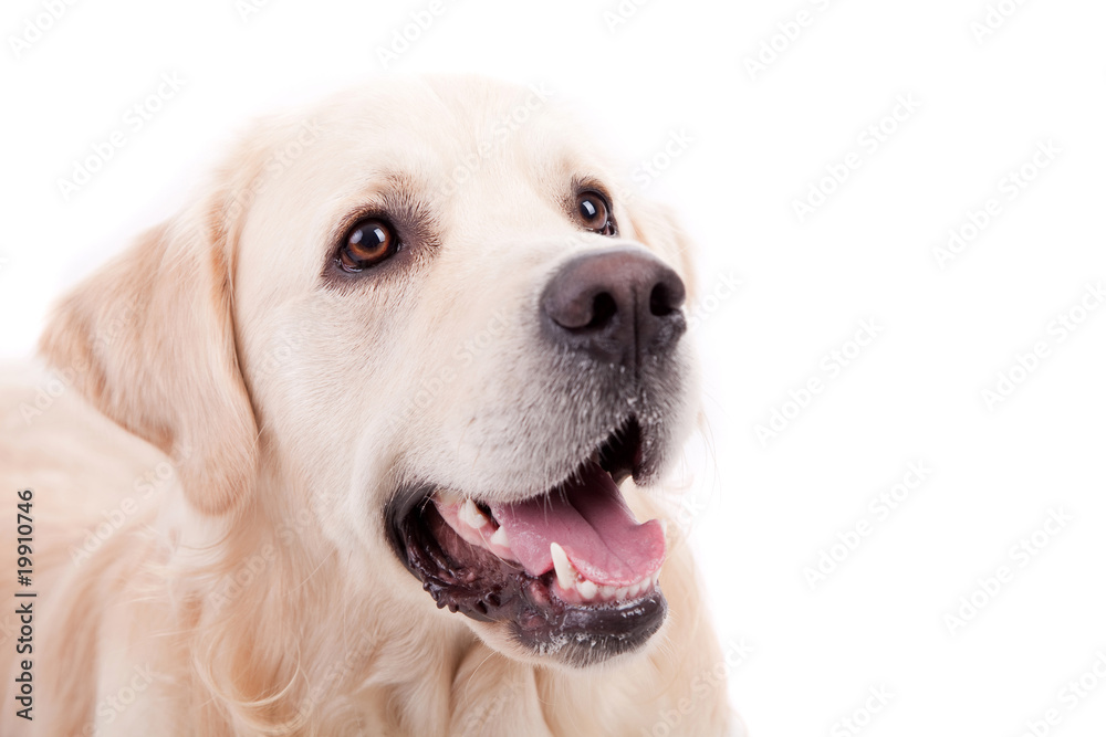 Golden Retriever Portrait