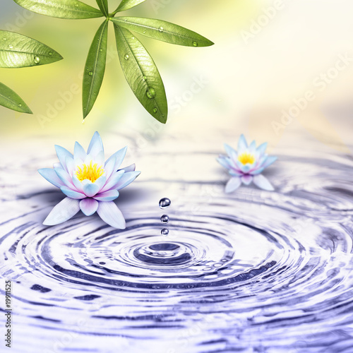 Schöne Wasserlilien im Wasser