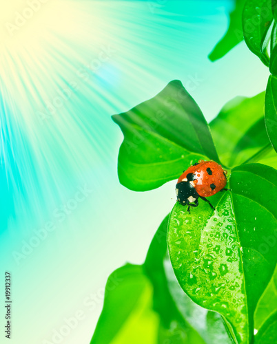 ladybird on green leaf and drop .