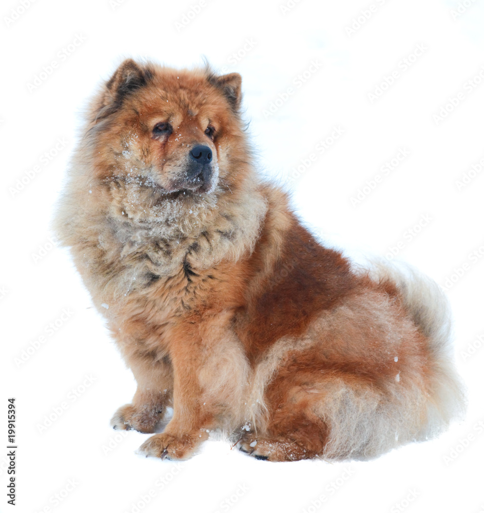 Old chow with snow isolated Old chow with snow isolated